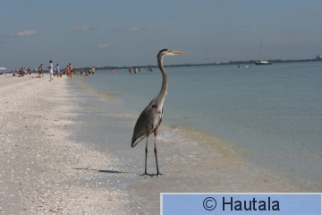 Amerikanharmaahaikara,Fort Myers, 2.JPG