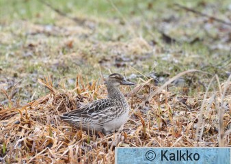 heinätavi 049.jpg