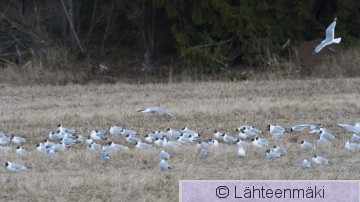Naurulokki14_Reijo Lähteenmäki.jpg