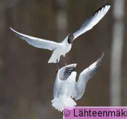 Naurulokki22_Reijo Lähteenmäki.jpg