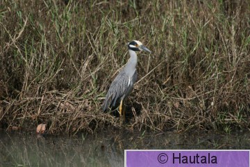 Kruunuyöhaikara, Tobago, 6.jpg