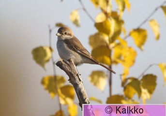 punapyrstölepinkäinen 064.jpg