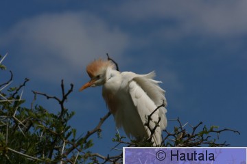 Lehmähaikara, bubulcus ibis, Montagu, RSA, 3.jpg