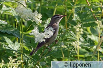 ruokokerttunen_IMG_7541cP.jpg