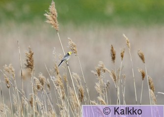 sitruunavästäräkki 018.jpg
