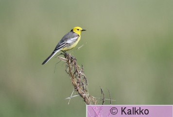 sitruunavästäräkki 026.jpg