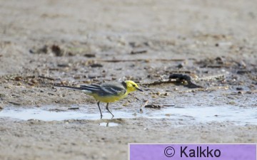 sitruunavästäräkki 034.jpg