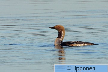 kuikka_IMG_6133cP.jpg