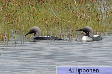 kuikat_IMG_6686cP.jpg