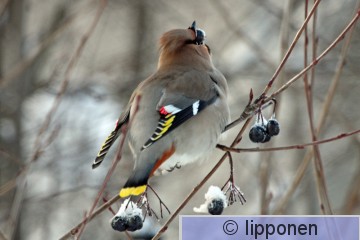 tilhi_IMG_8580cP.jpg