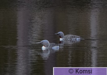 DSC_5907_01-2.jpg