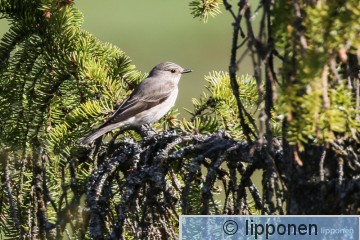 harmaasieppo-2689.jpg