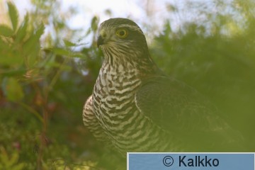 varpushaukka 004.jpg