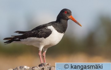 haeost1iso-4697.jpg