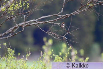 punapäälepinkäinen 034.jpg