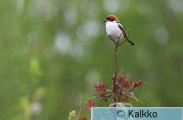 punapäälepinkäinen 049.jpg