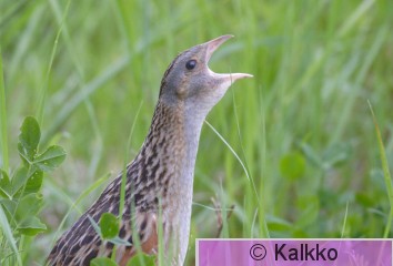 ruisrääkkä 033.jpg