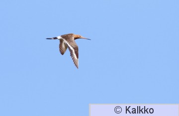 mustapyrstökuiri 092.jpg