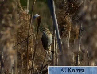 DSC_5439-2.jpg