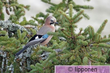 na&#776;rhi_IMG_4503cP.jpg