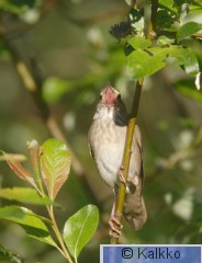 viitasirkkalintu 013.jpg