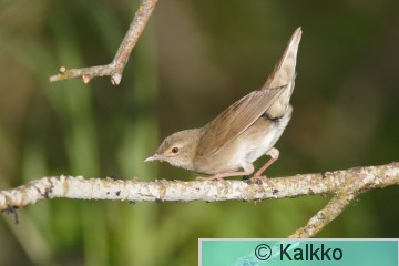 viitasirkkalintu 038.jpg