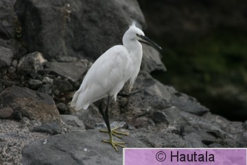 Silkkihaikara, Madeira, 5.jpg