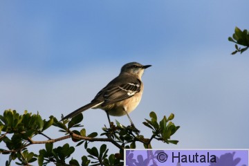 Taiturimatkija, Florida, 1.JPG