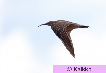 pikkukuovi 041.jpg