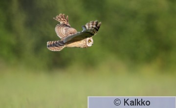 suopöllö 055.jpg