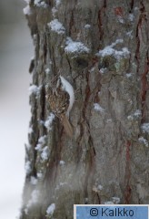 puukiipijä 091.jpg