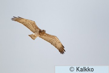 käärmekotka 033.jpg