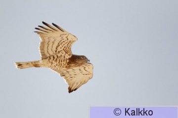 käärmekotka 038.jpg