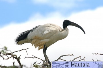 Pyhäiibis, threskiornis aethiopicus, Montagu, RSA, 4.jpg