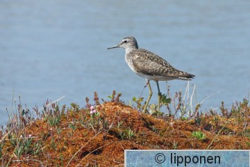 liro_IMG_6772cP.jpg
