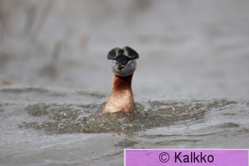 härkälintu 028.JPG