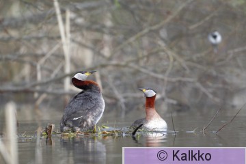 härkälintu 214.jpg