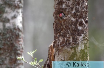 pikkutikka 163.jpg