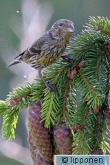 ka&#776;pylintu_IMG_2450cP.jpg