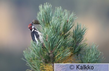 käpytikka 191.jpg