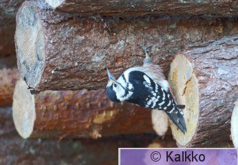 valkoselkätikka 098.jpg
