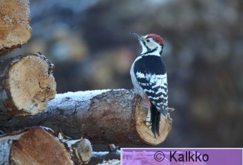valkoselkätikka 123.jpg