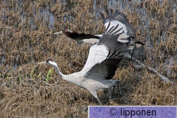 kurjet_IMG_7111cP.jpg