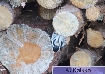 valkoselkätikka 139.jpg