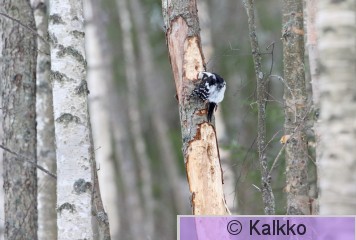 valkoselkätikka 288.jpg