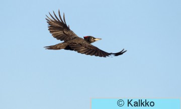 palokärki 119.jpg