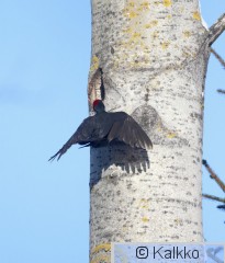 palokärki 217.jpg