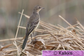 keltavästäräkki 034.JPG
