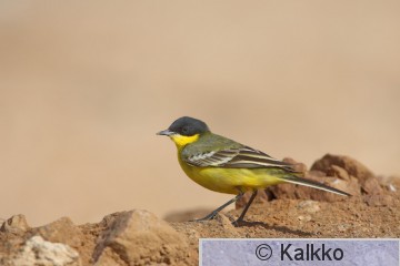 keltavästäräkki 090.jpg
