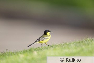 keltavästäräkki 176.jpg